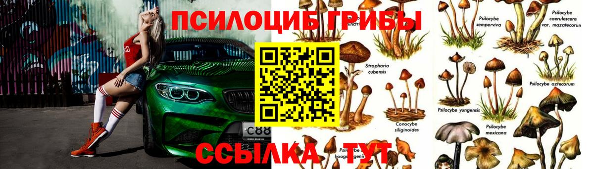 Псилоцибиновые грибы Psilocybe Мариинск